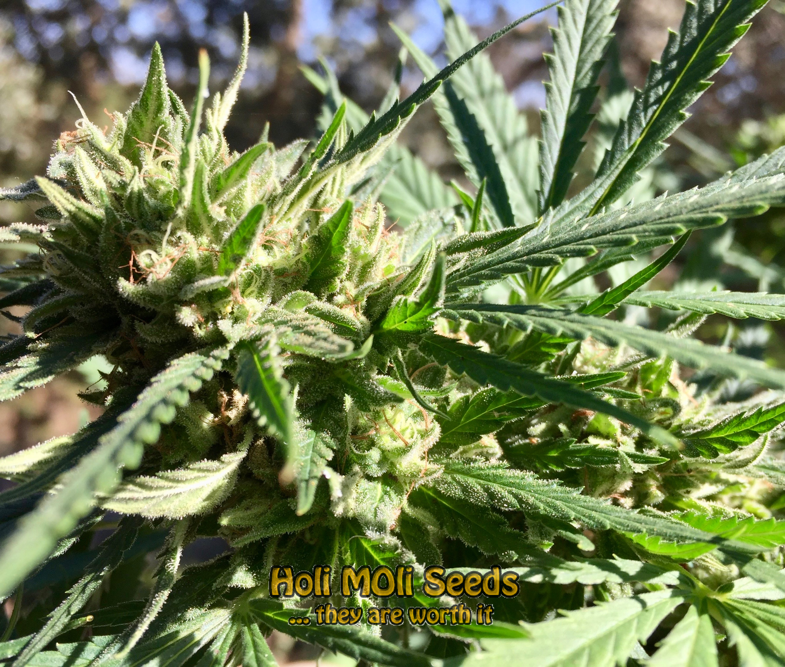 sour diesel autoflower cannabis pics