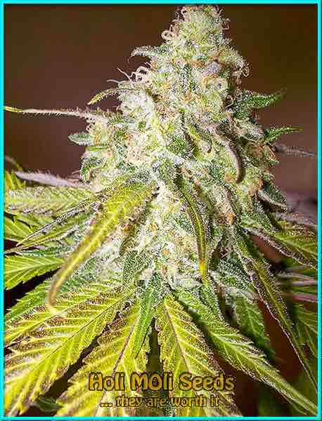 Sour Diesel Autoflower Pics - Marijuana