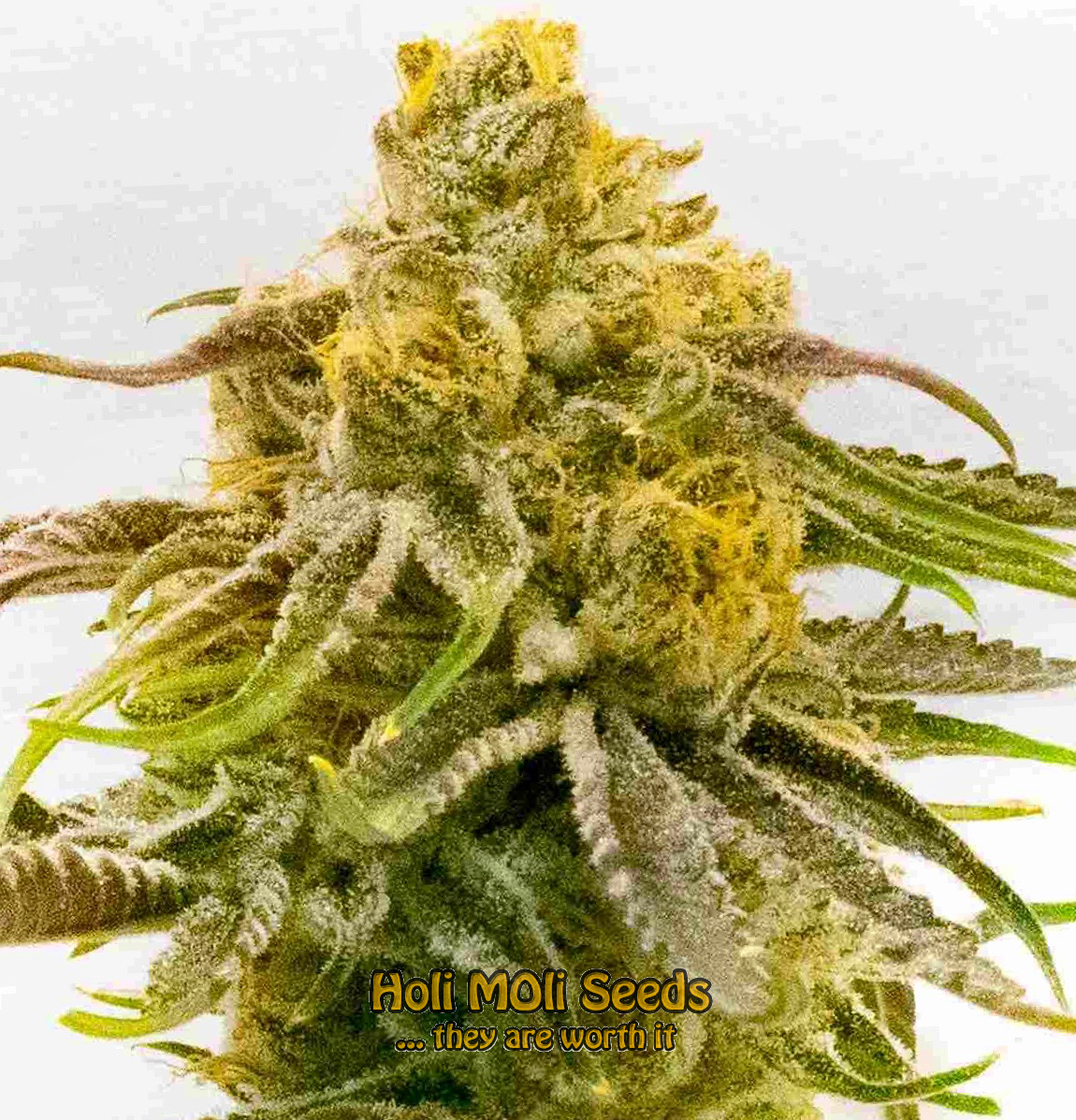 strawberry banana cheese autoflower cannabis pics