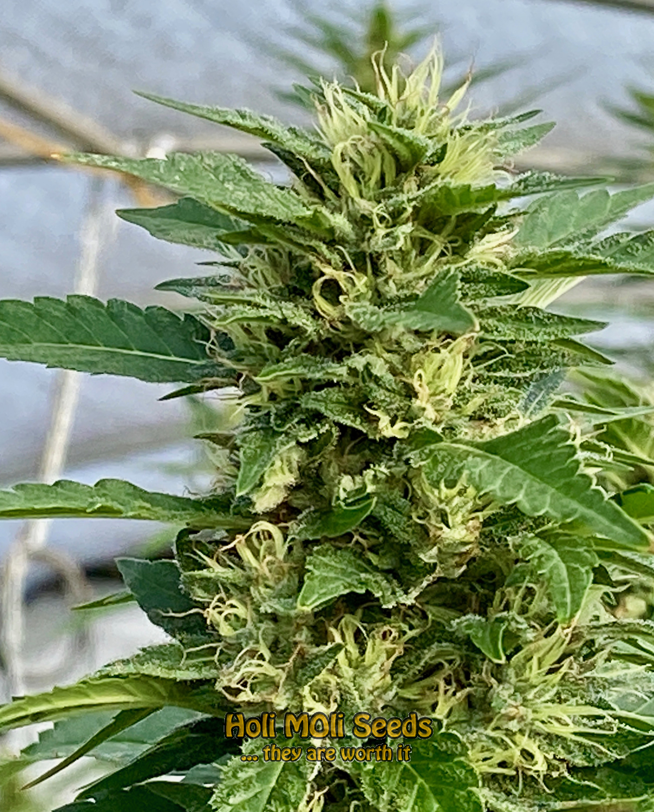 strawberry pie autoflower cannabis pics