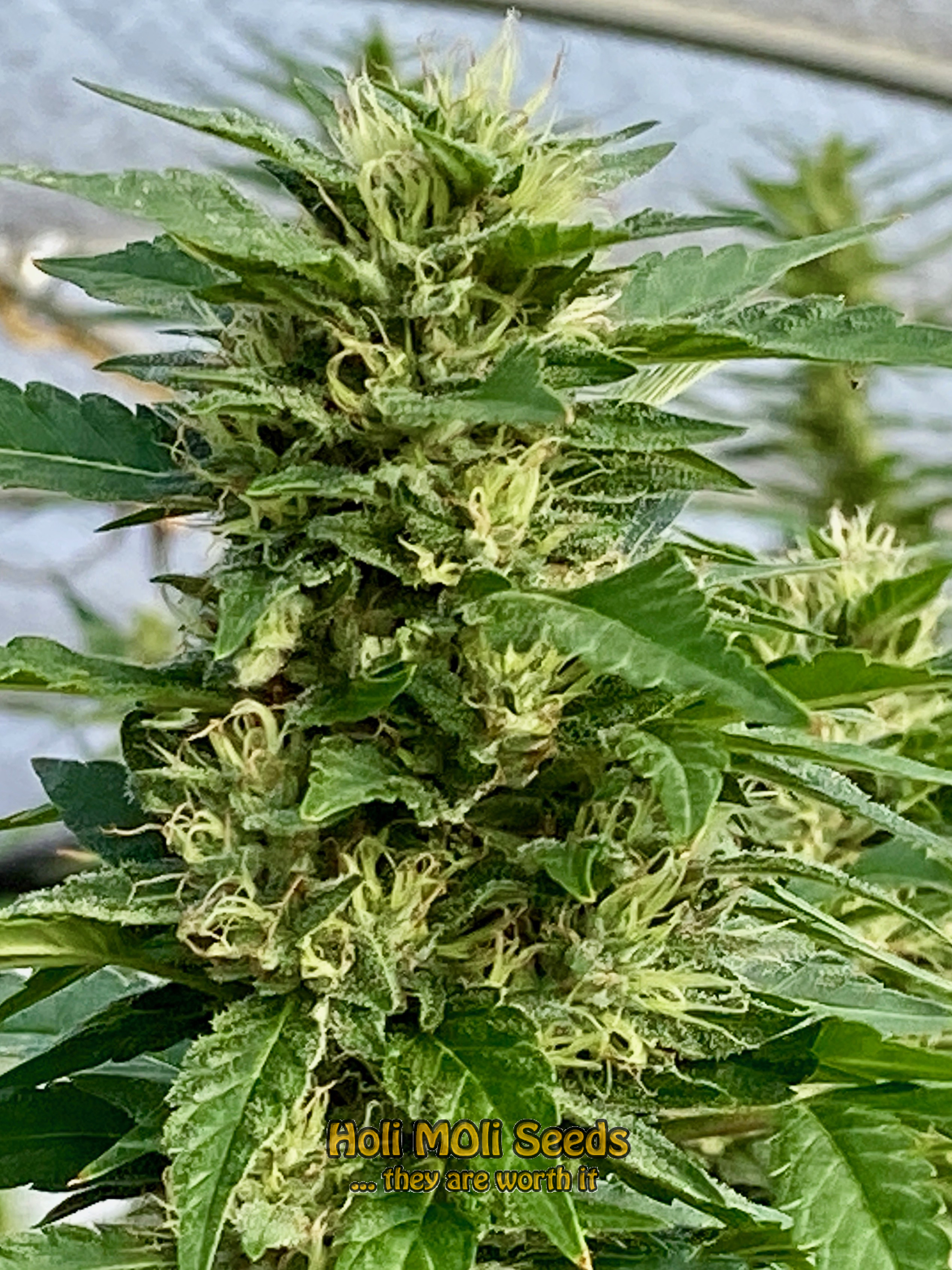 strawberry pie autoflower cannabis pics