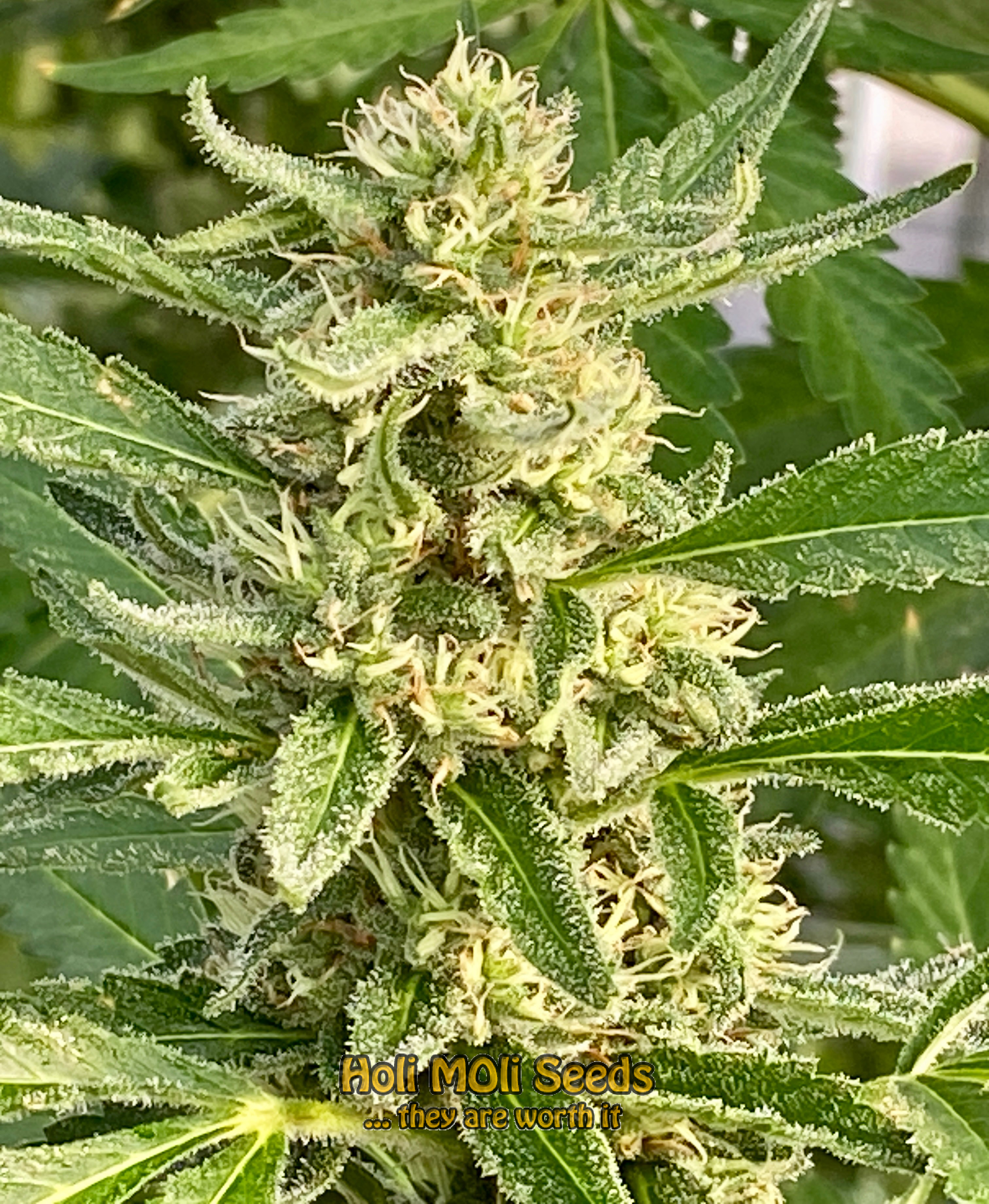 strawberry pie autoflower cannabis pics