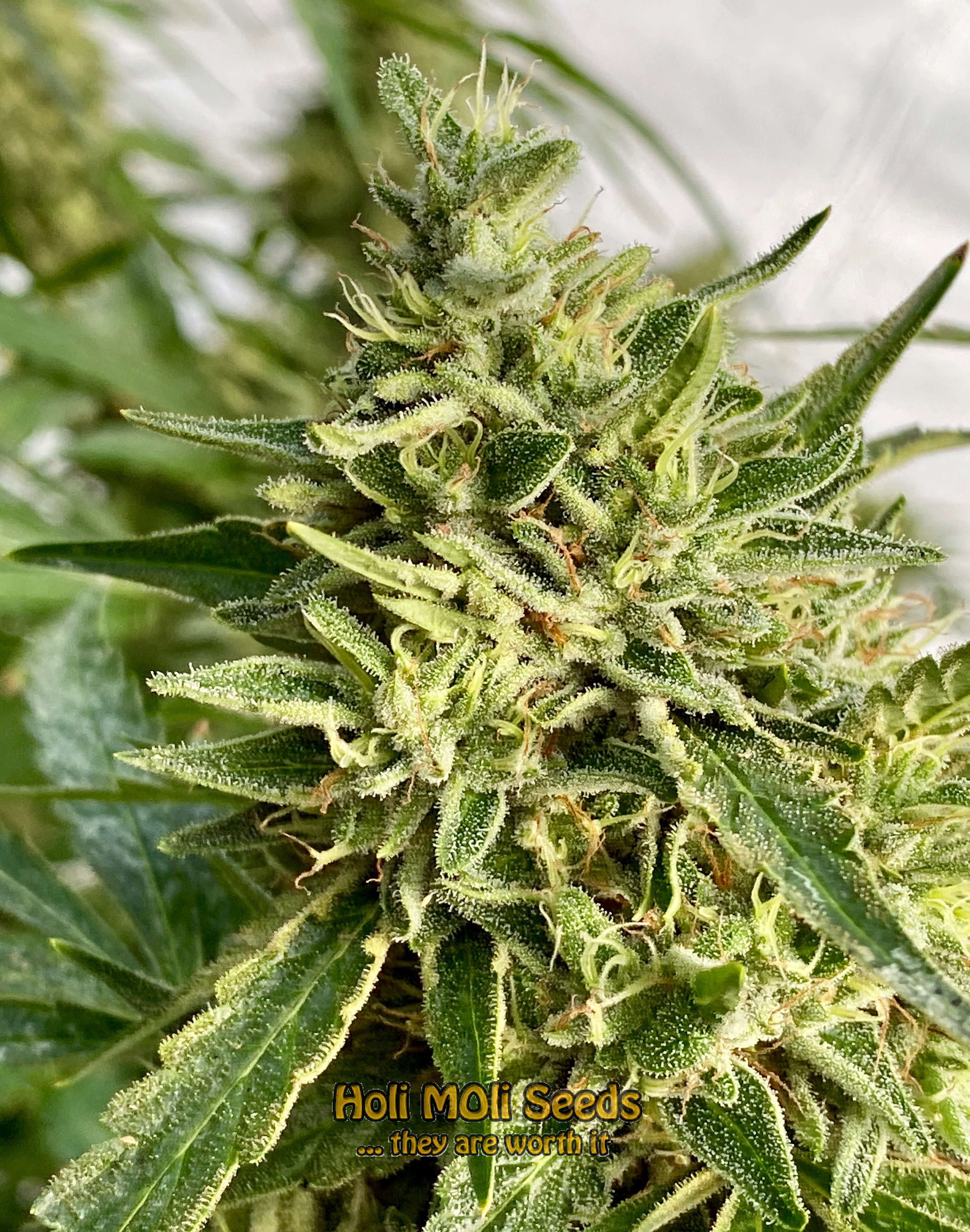 strawberry pie autoflower cannabis pics