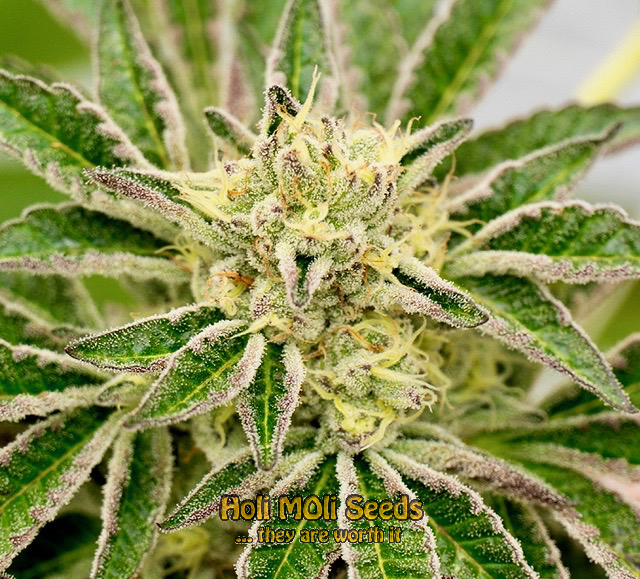 super lemon haze autoflower cannabis pics