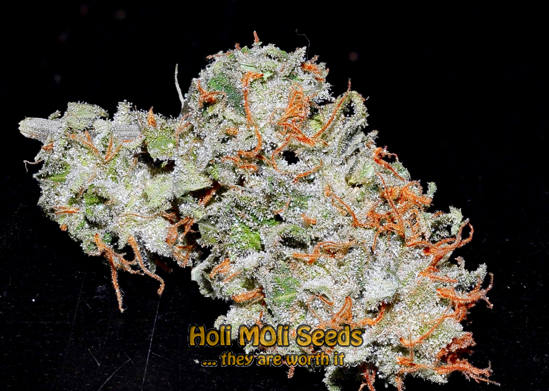 super lemon haze autoflower cannabis pics