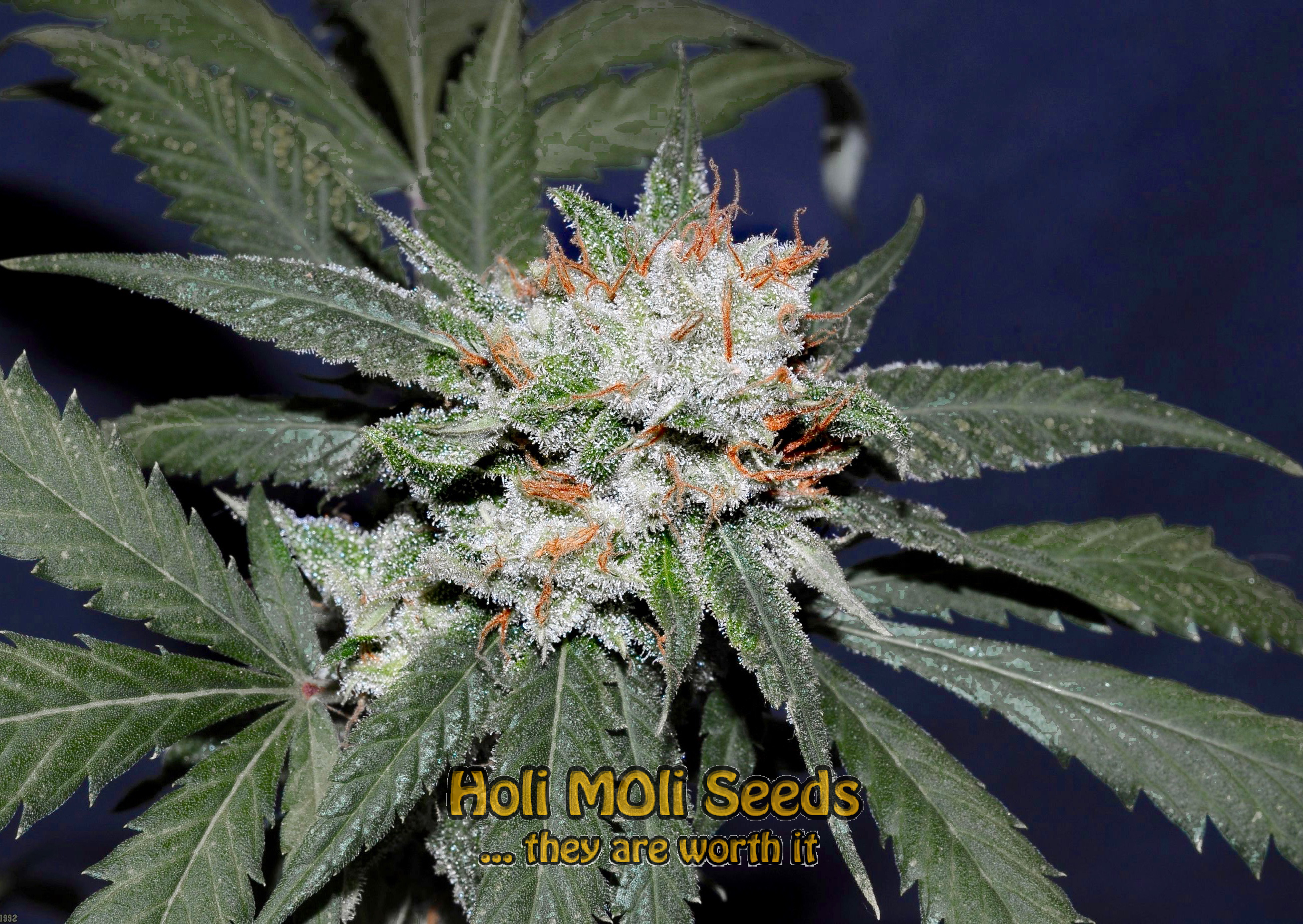 super lemon haze autoflower cannabis pics