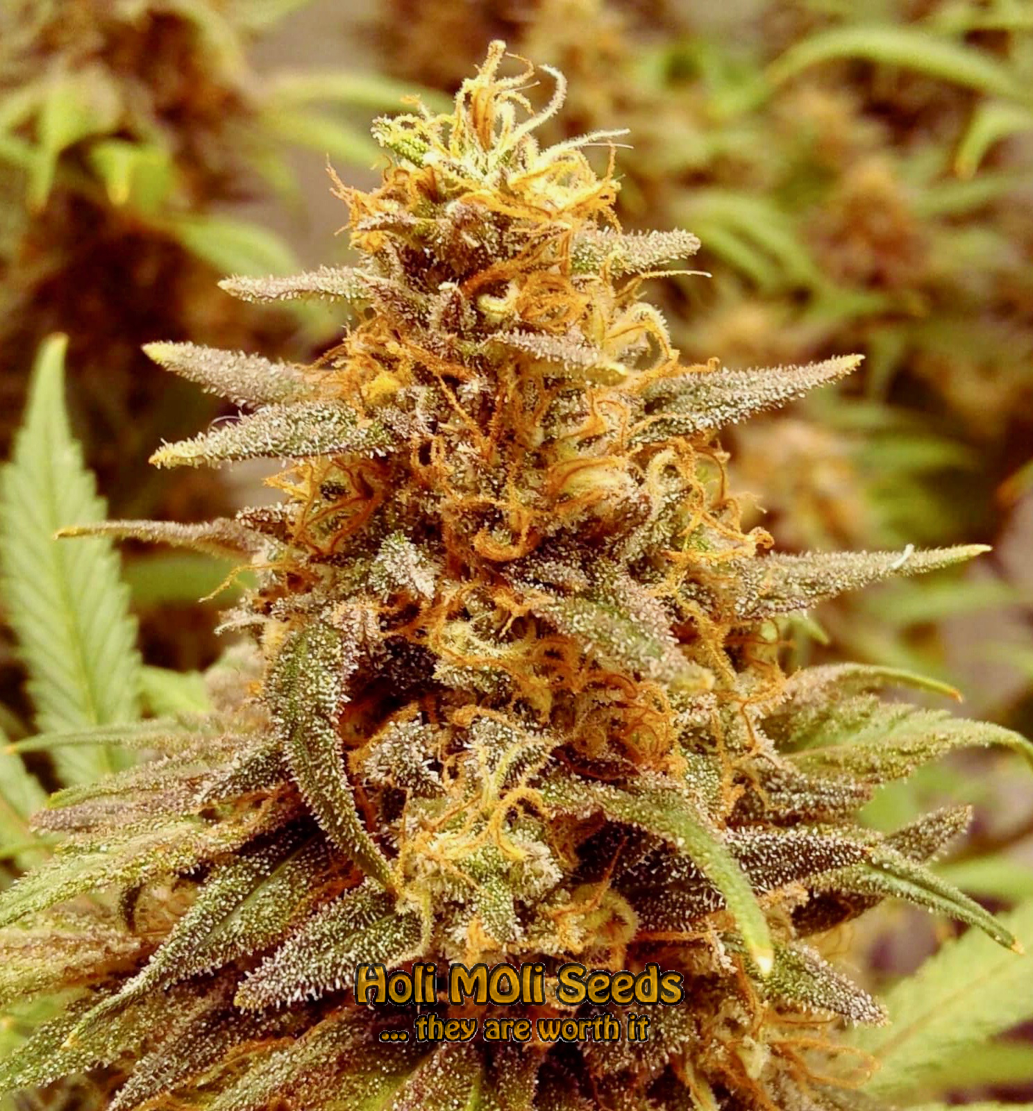 super lemon haze autoflower cannabis pics