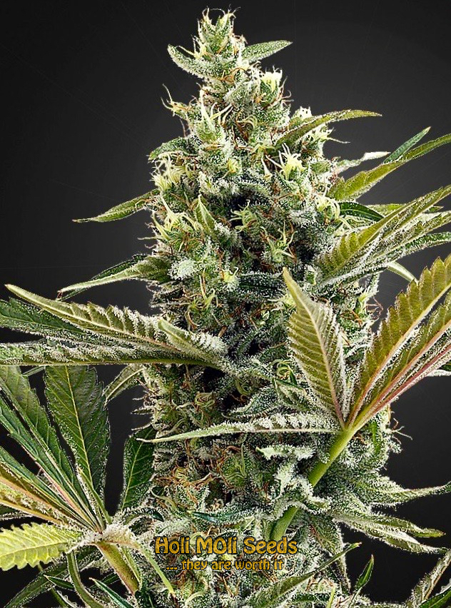 super lemon haze autoflower cannabis pics