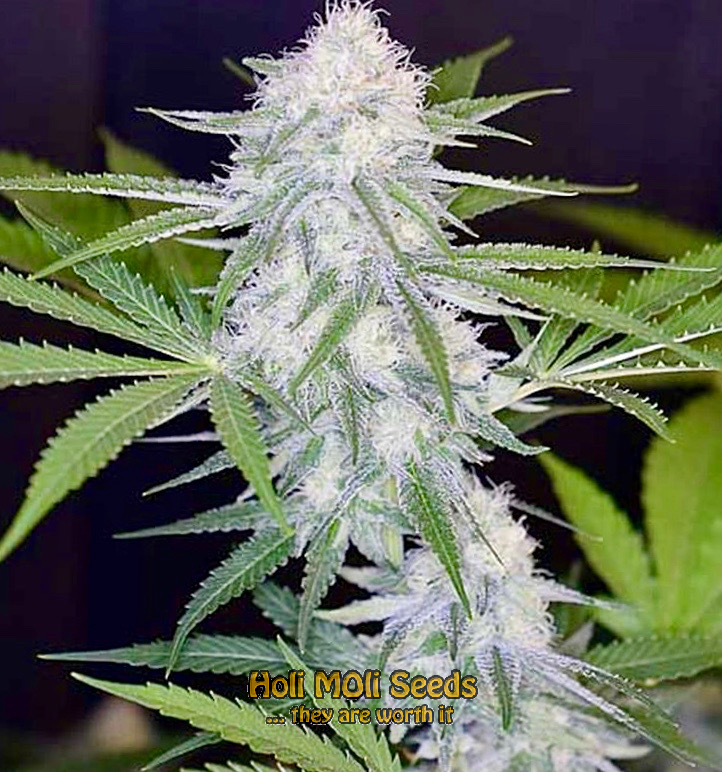 super silver haze autoflower cannabis pics