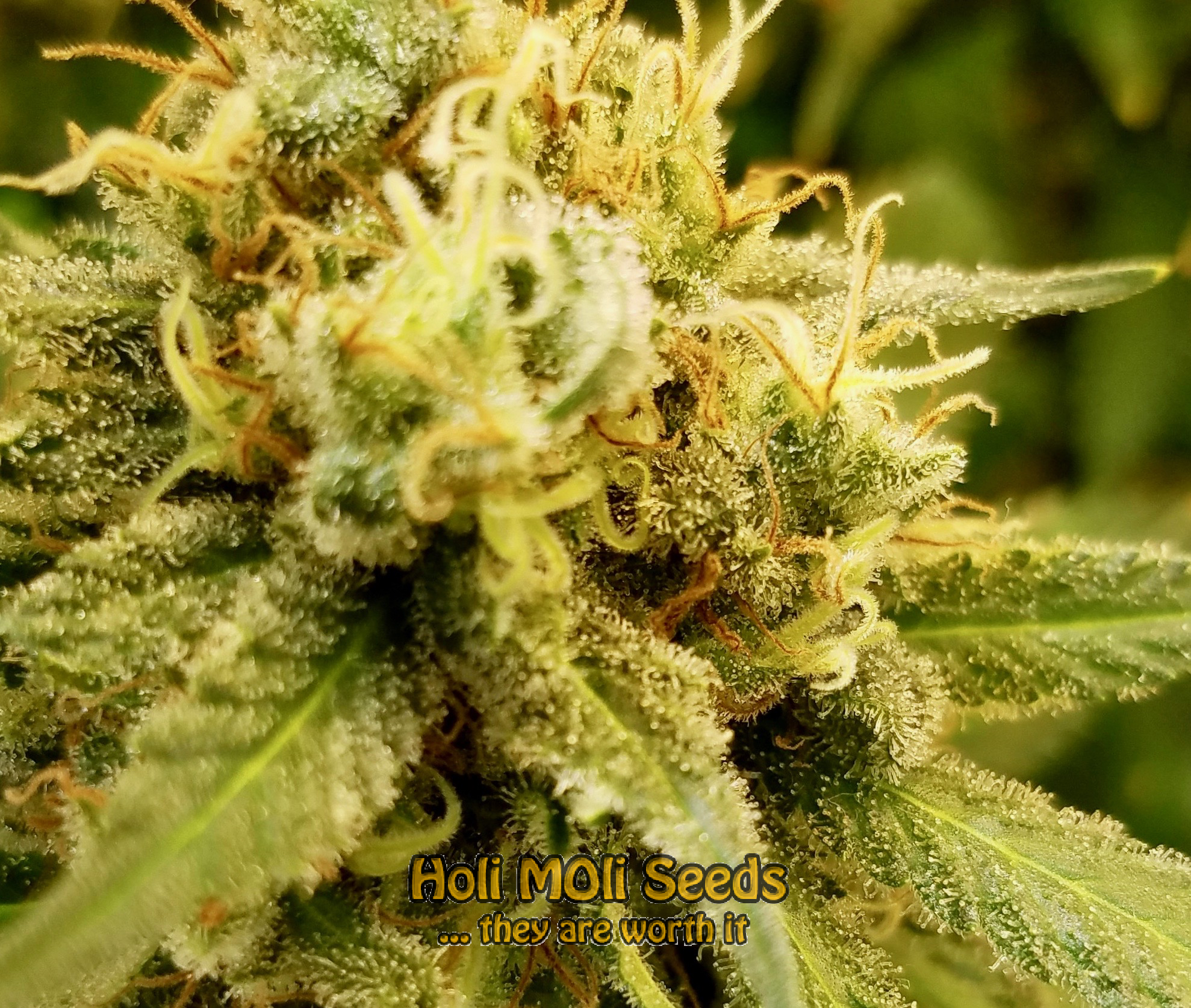 super silver haze autoflower cannabis pics