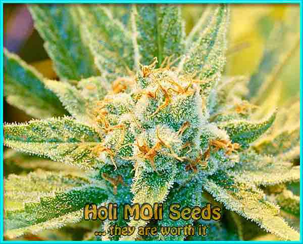 super silver haze autoflower cannabis pics