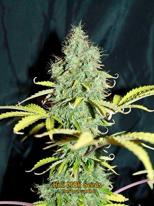 sweet tooth autoflower cannabis pics