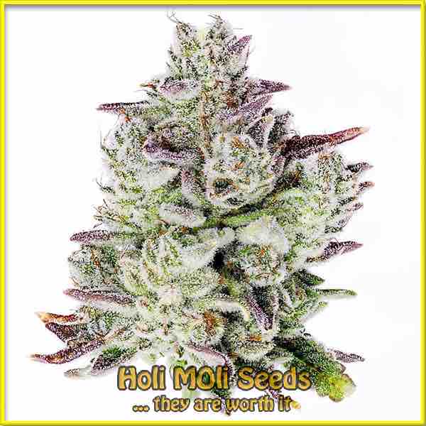 sweet tooth autoflower cannabis pics