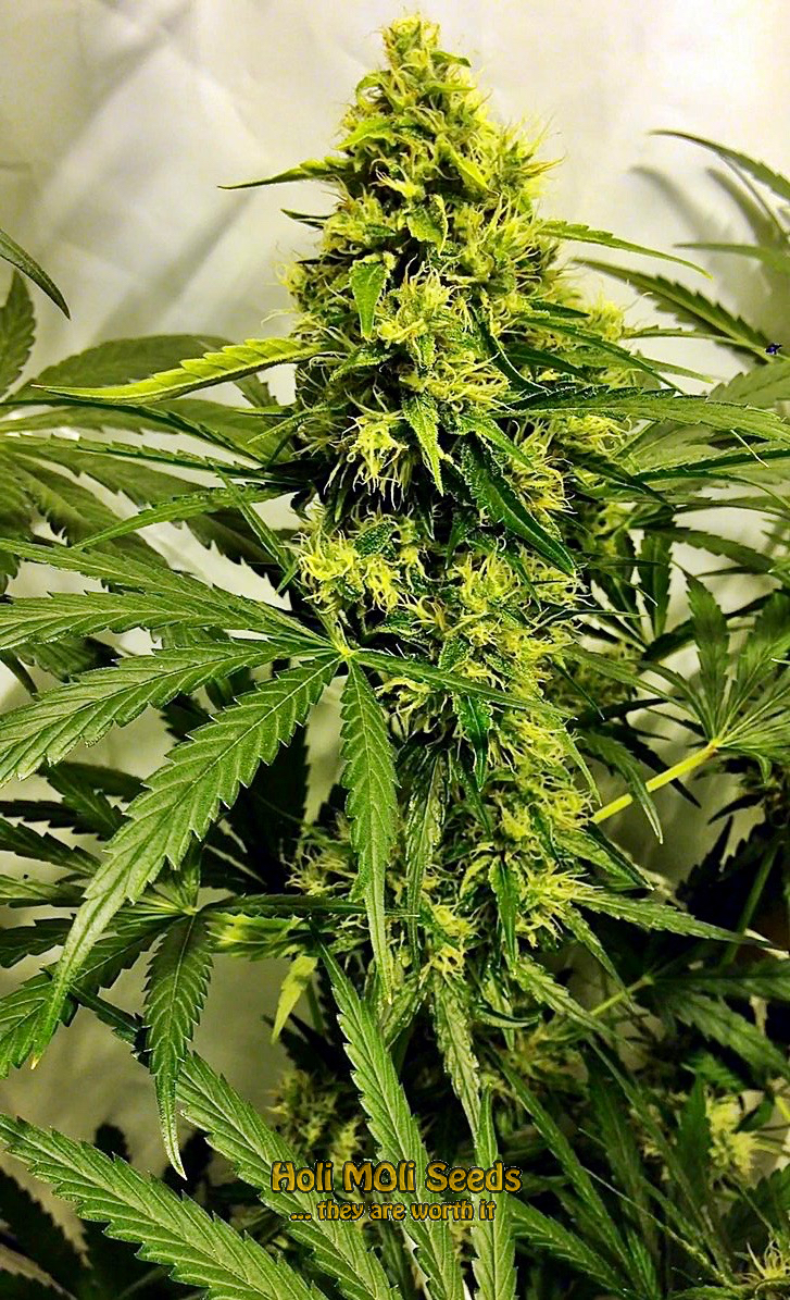 tangie autoflower cannabis pics