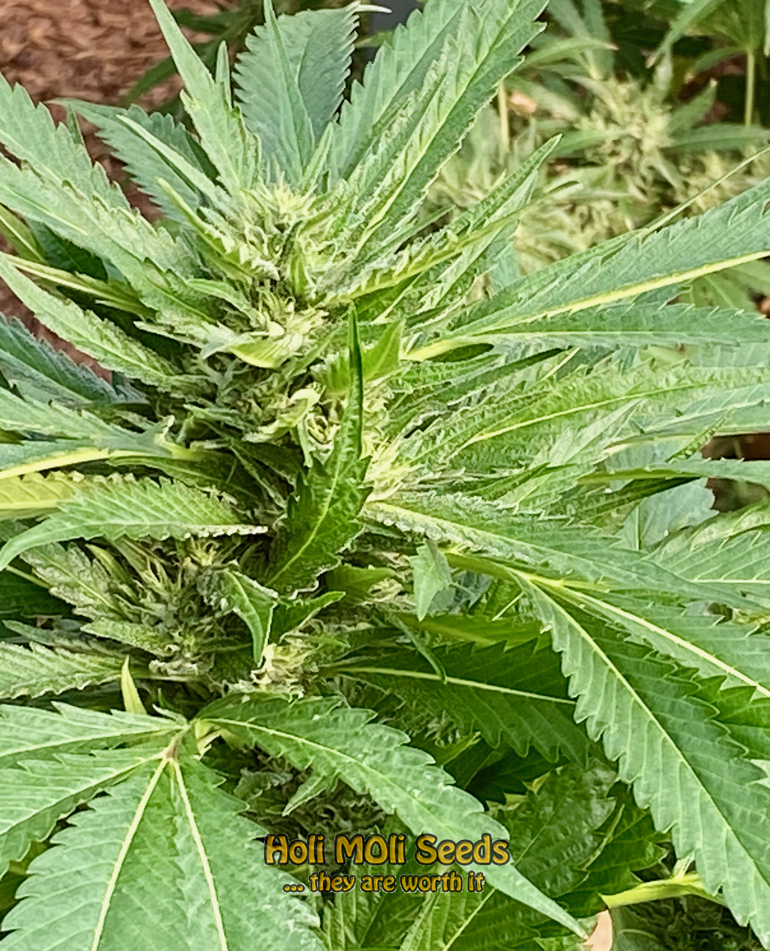 thailand ryder autoflower cannabis pics