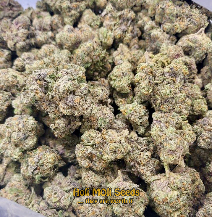 thailand ryder autoflower cannabis pics