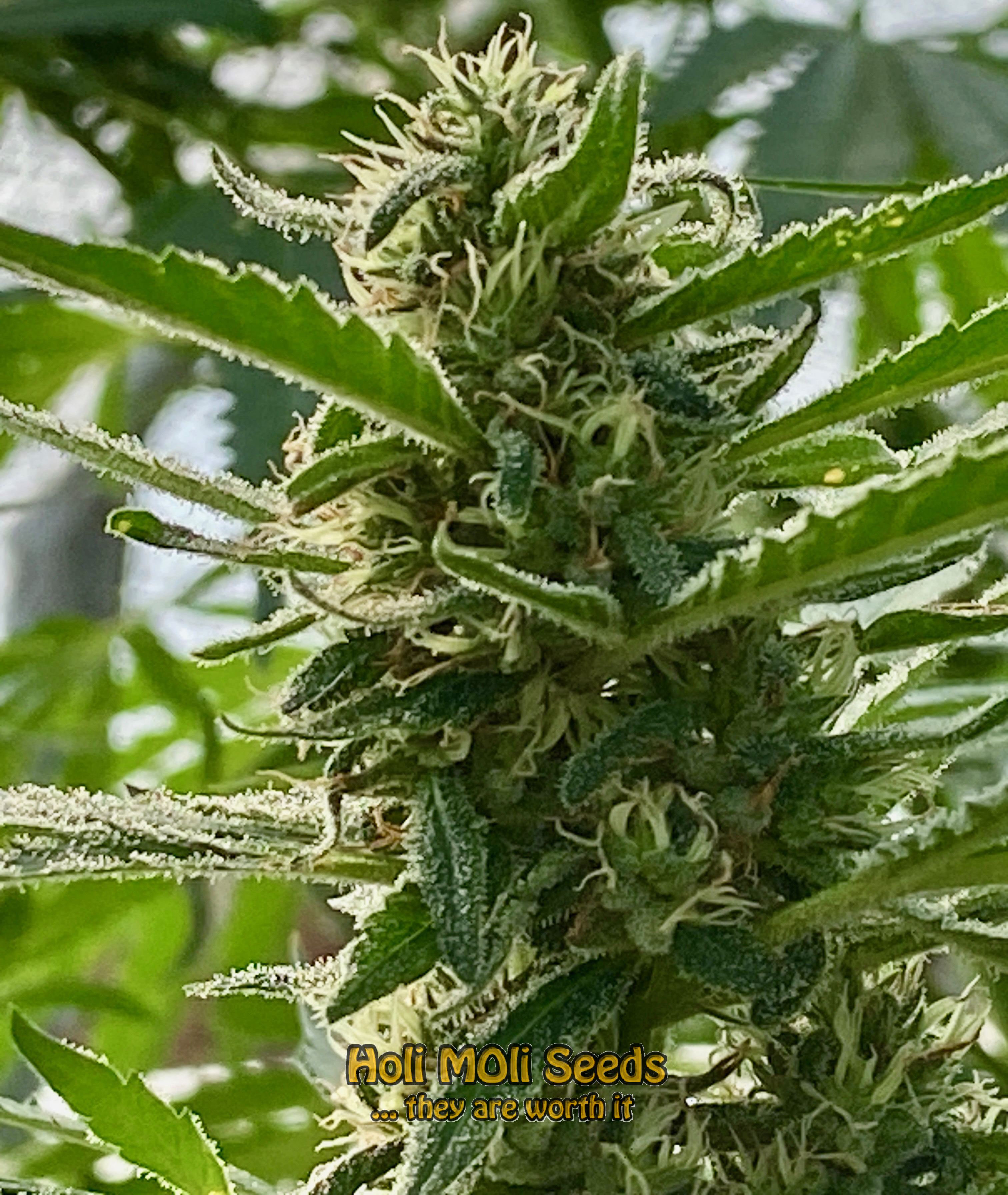 thailand ryder autoflower cannabis pics