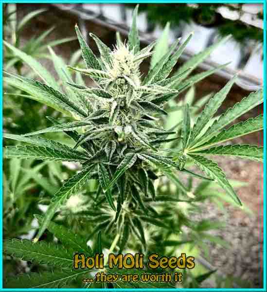 thailand ryder autoflower cannabis pics