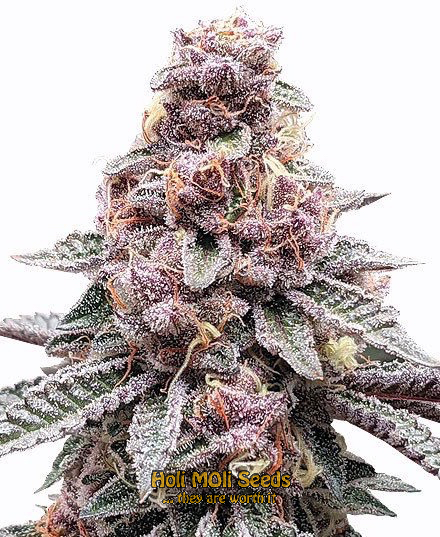 tropicana cookies purple autoflower cannabis pics