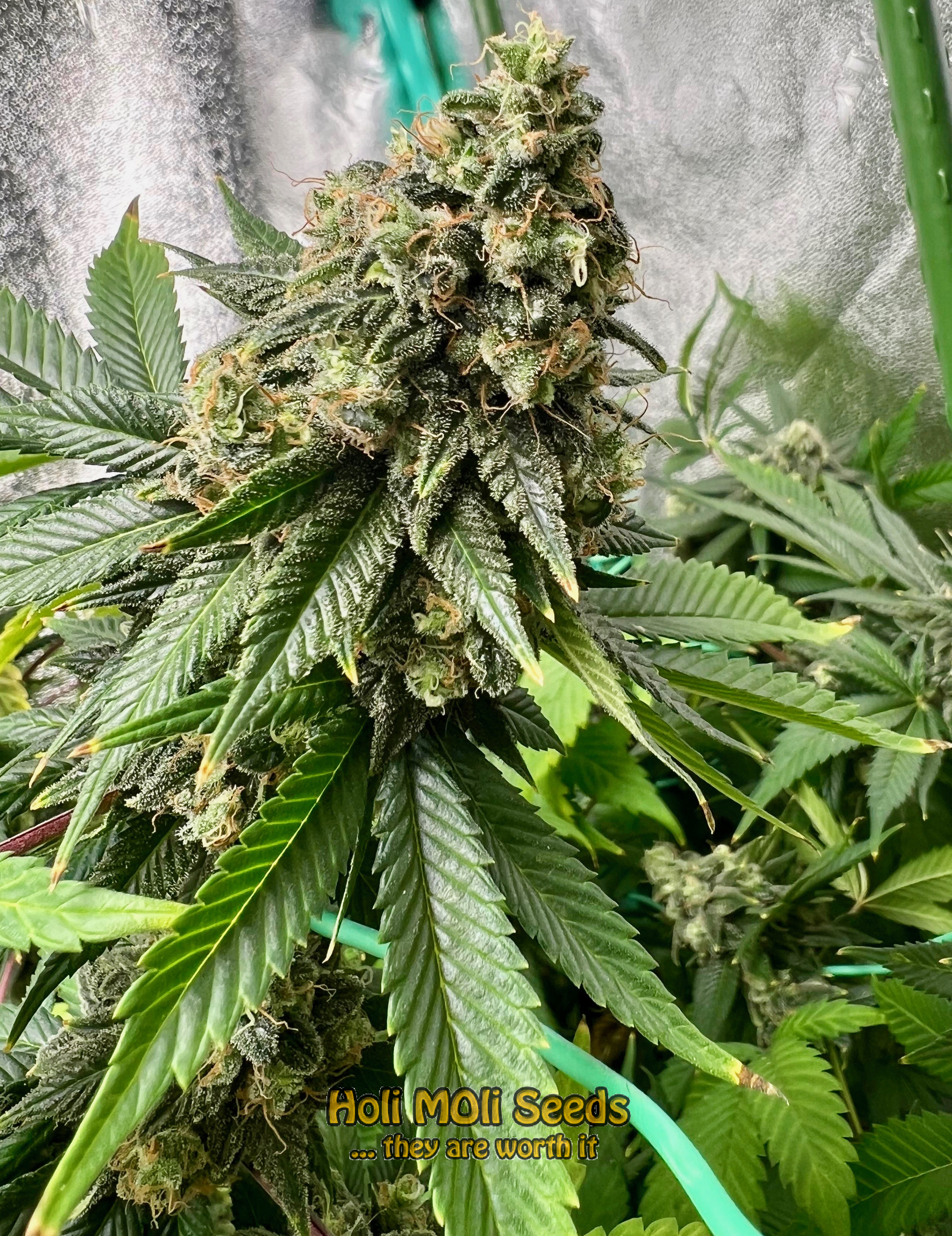 tropicana cookies purple autoflower cannabis pics