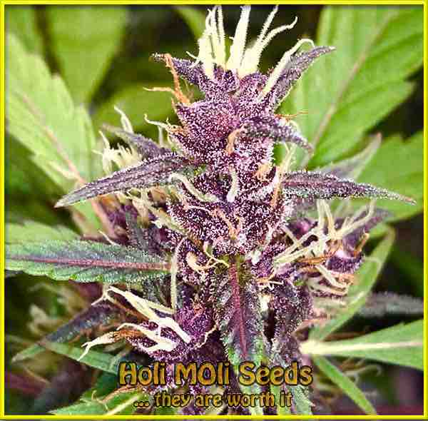 tropicana cookies purple autoflower cannabis pics