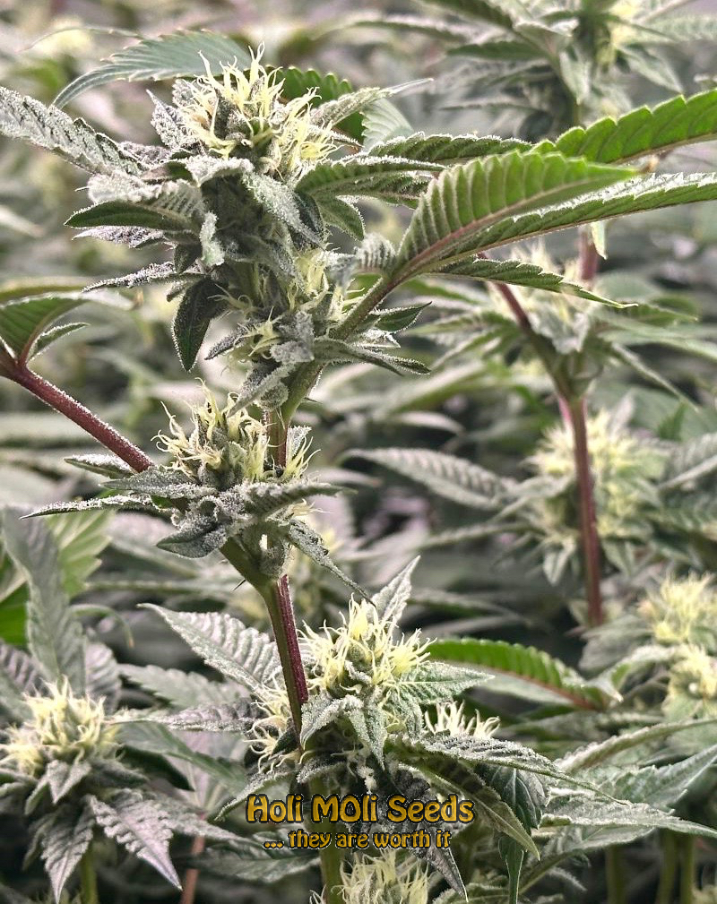 watermelon autoflower cannabis pics