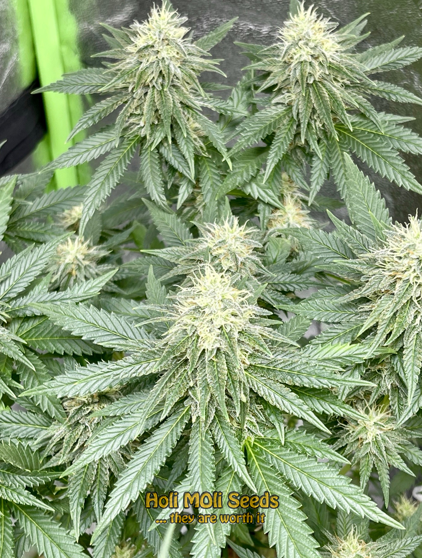 white beast autoflower cannabis pics