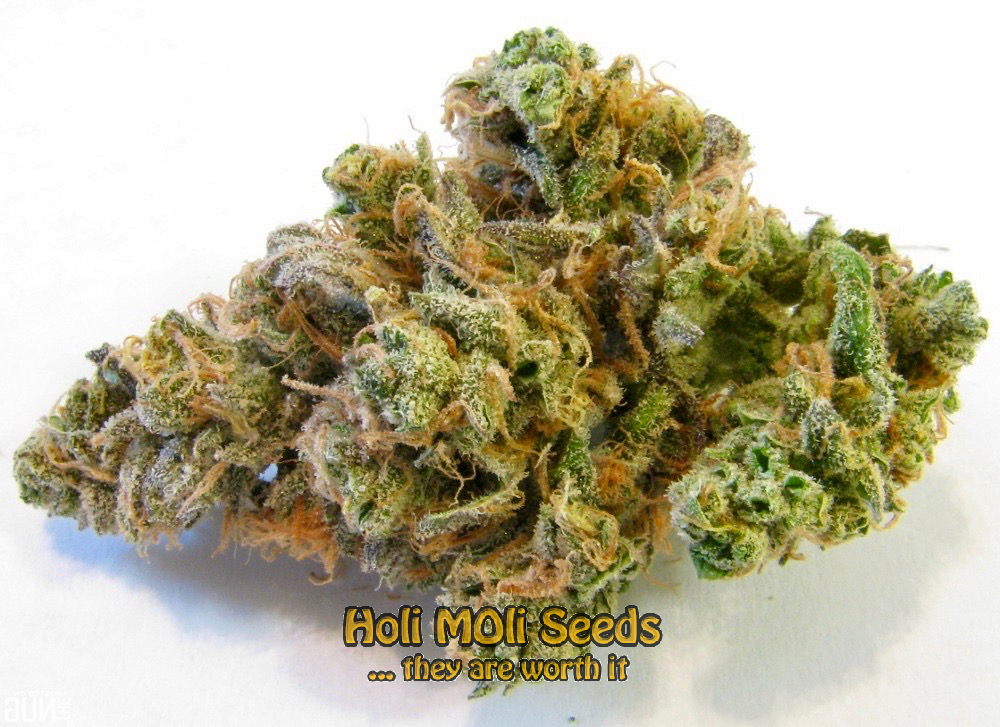 white beast autoflower cannabis pics