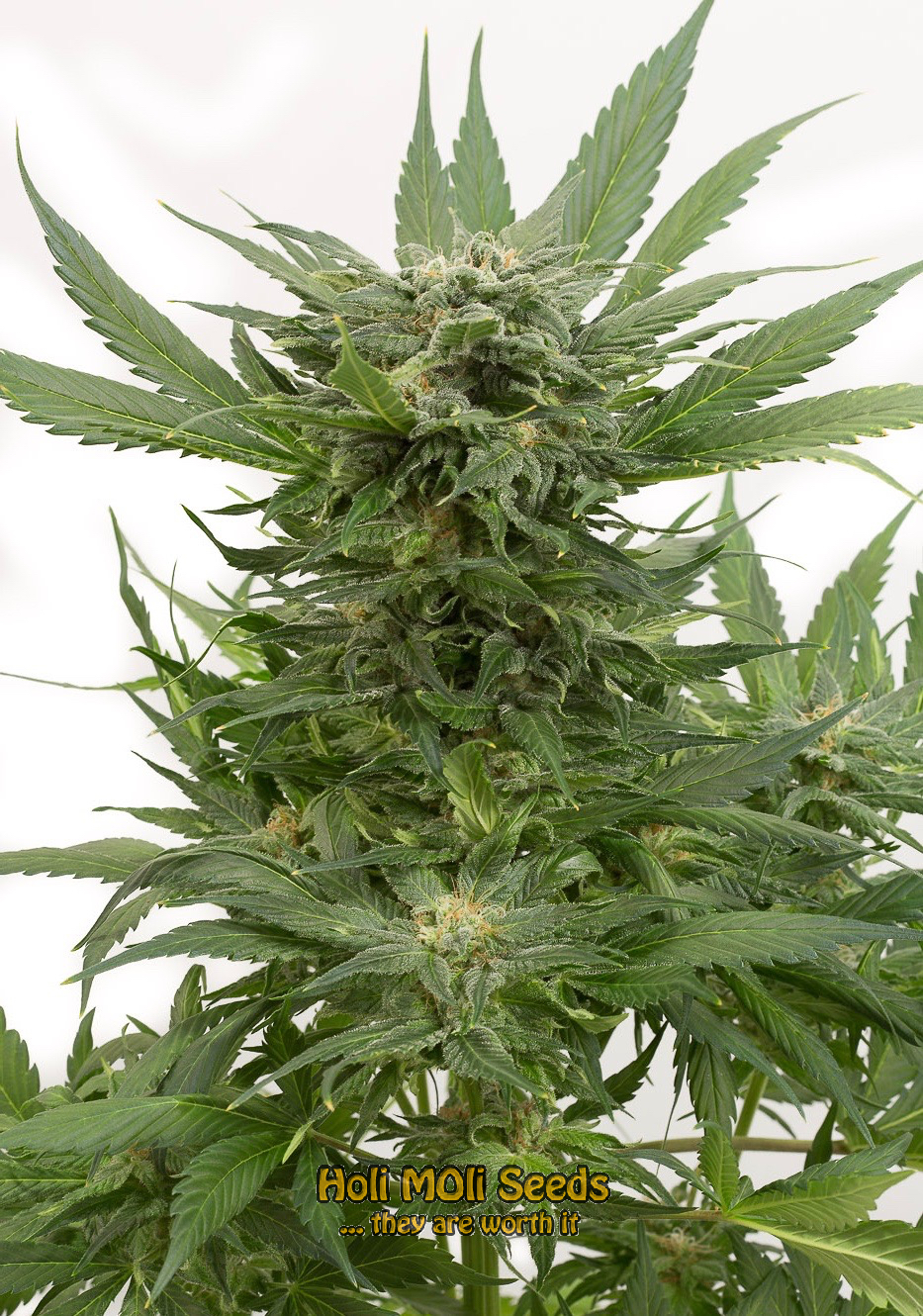 white beast autoflower cannabis pics