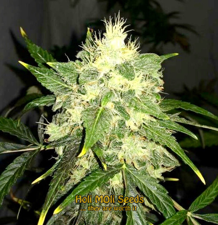 white beast autoflower cannabis pics