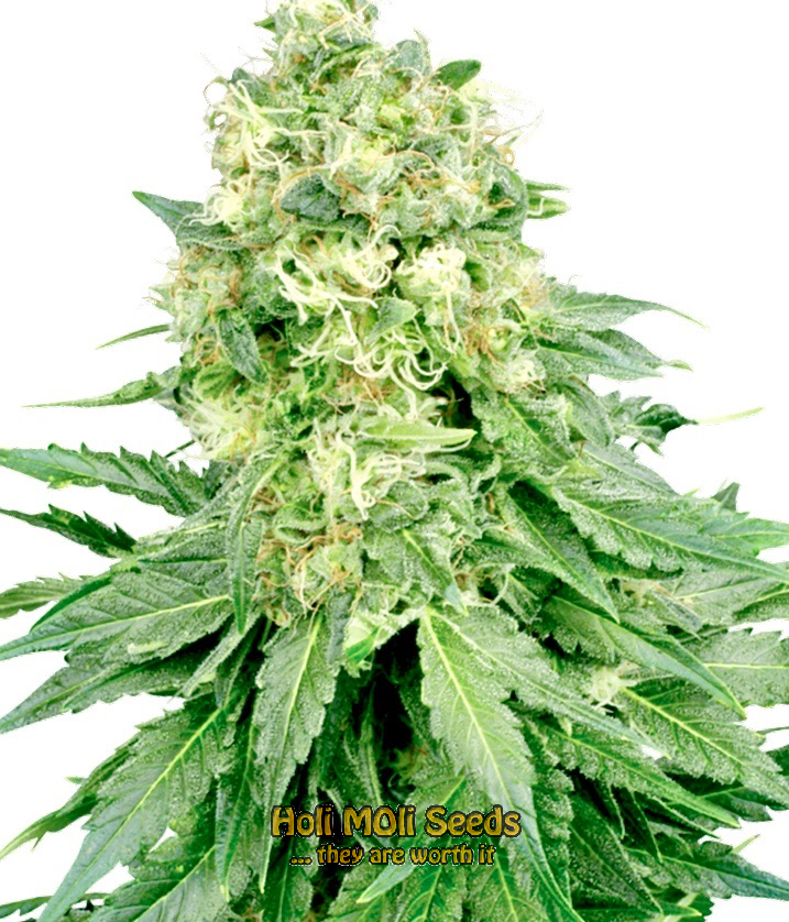 white beast autoflower cannabis pics