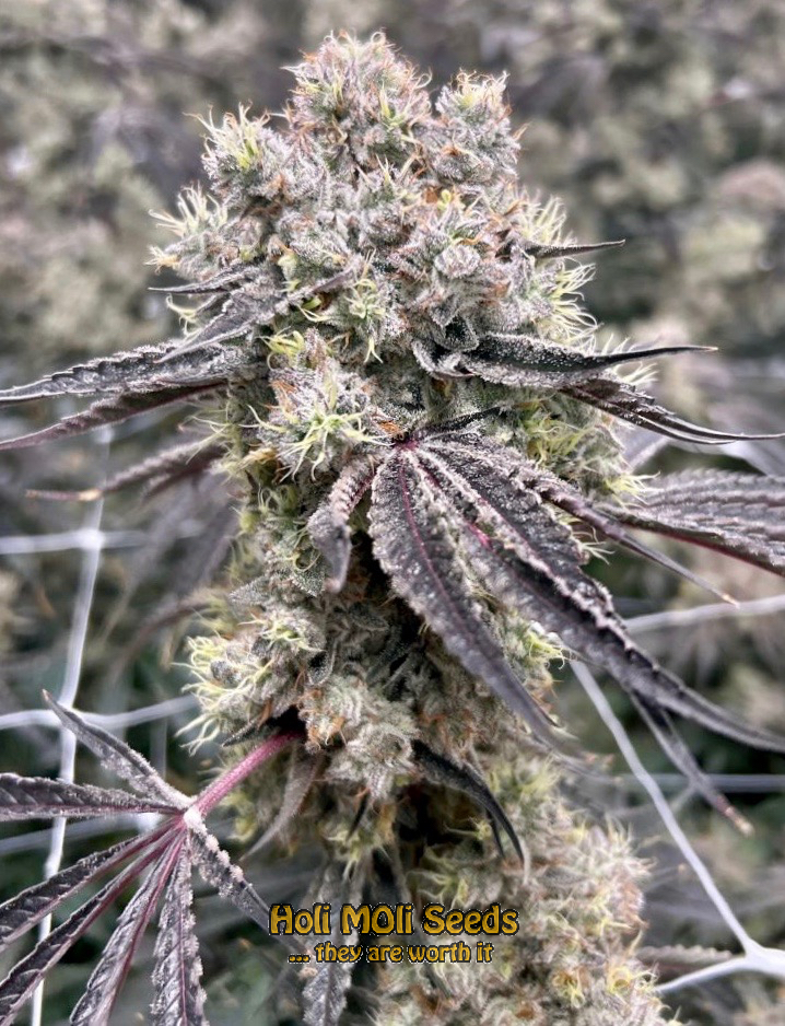 white lsd autoflower cannabis pics