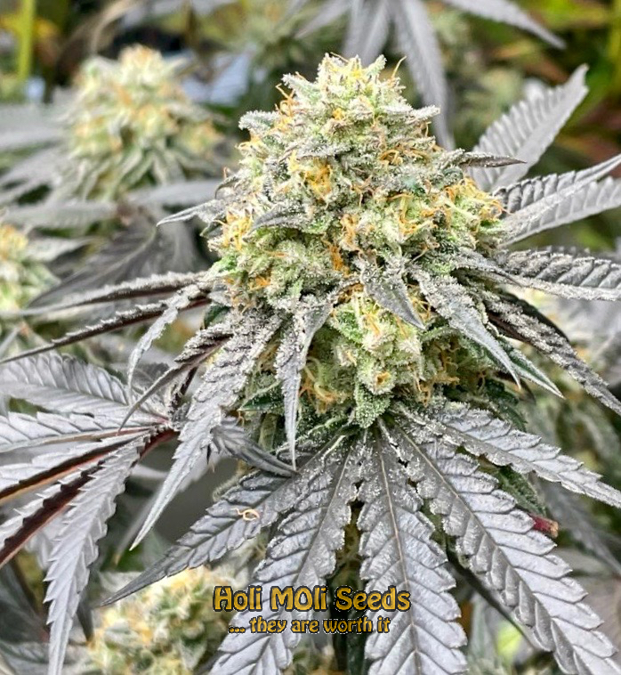 white lsd autoflower cannabis pics