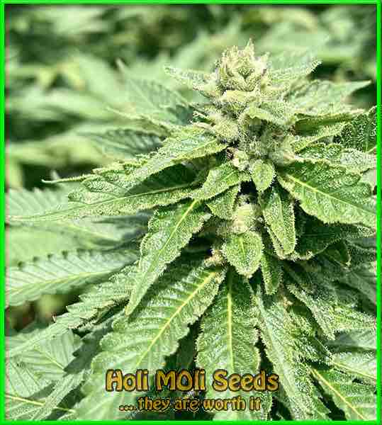 white widow crystal meth autoflower cannabis pics