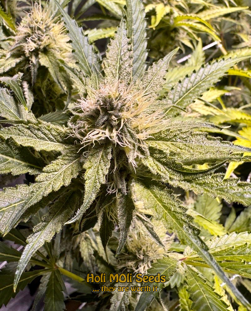 yumbolt autoflower cannabis pics