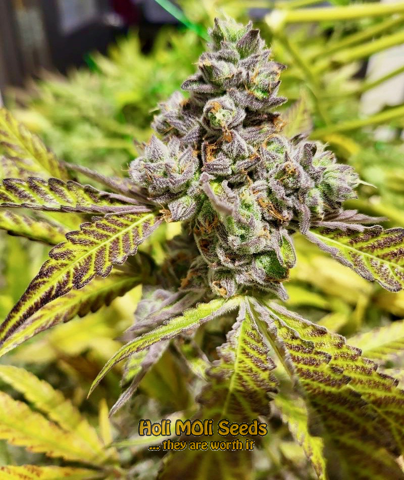 yumbolt autoflower cannabis pics