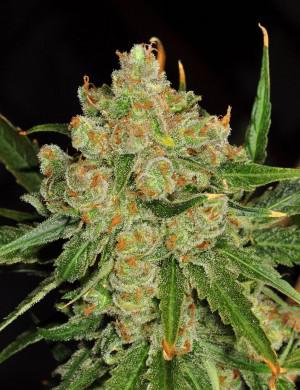 big blue cheese bubba cannabis pics