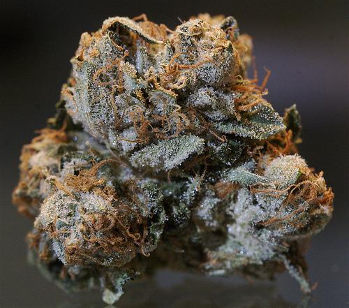 big blue cheese bubba cannabis pics