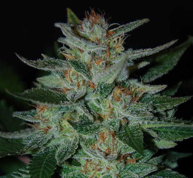 big blue cheese bubba cannabis pics