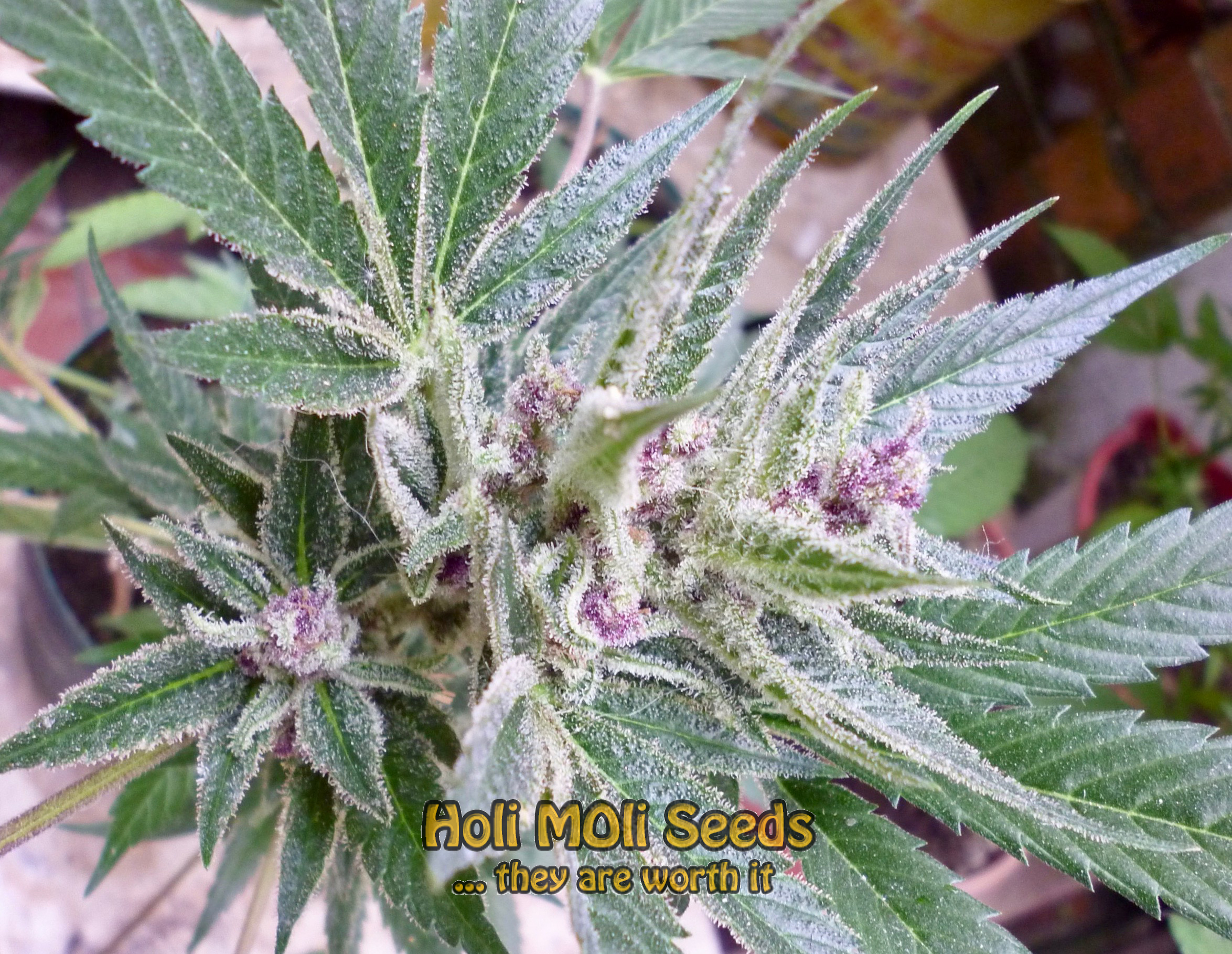 black cherry soda cannabis pics