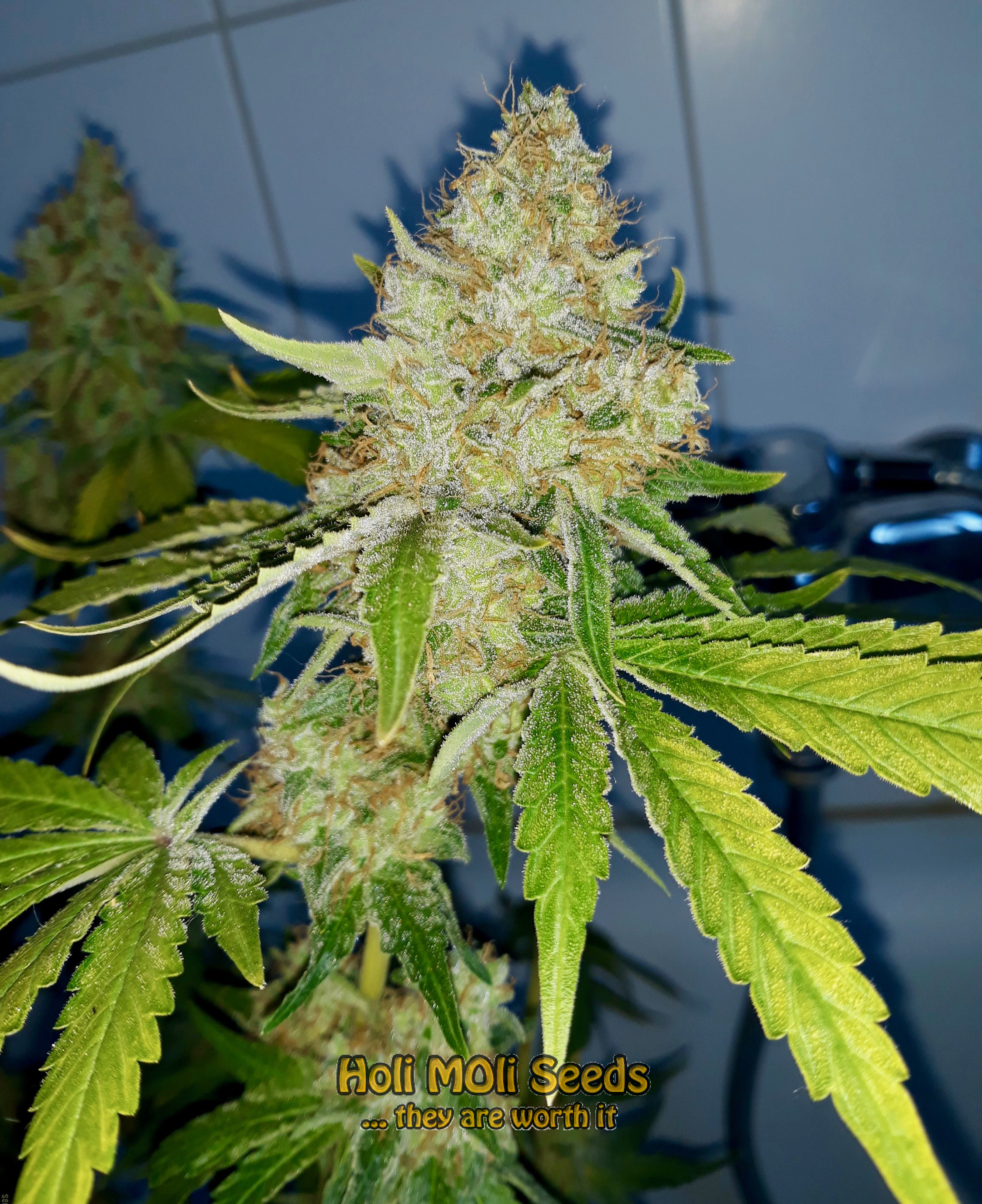 black demon og cannabis pics