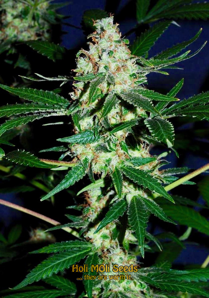 black demon og cannabis pics