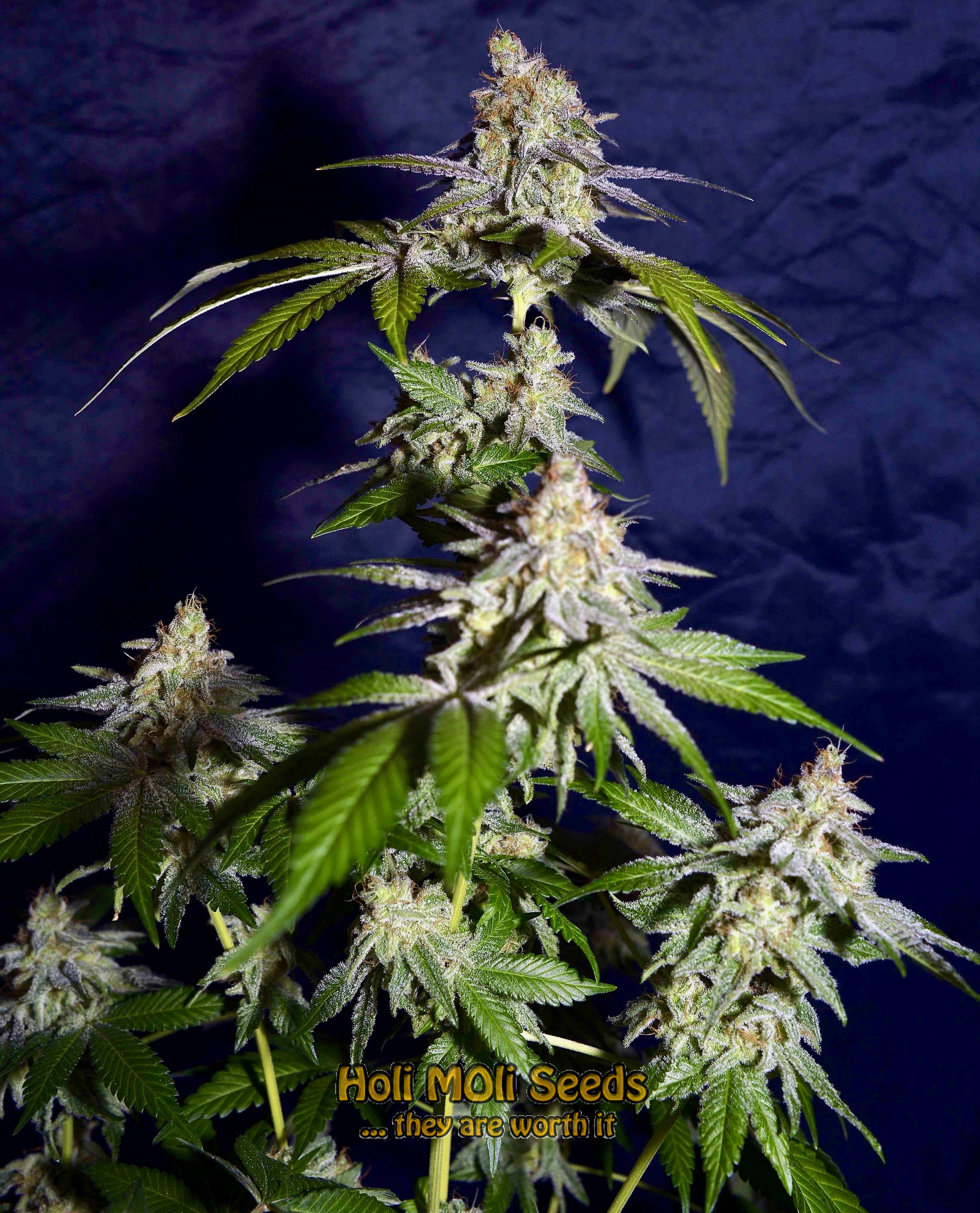 black demon og cannabis pics