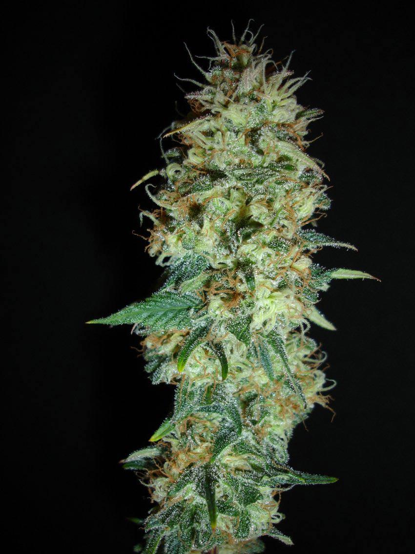 black domina cannabis pics