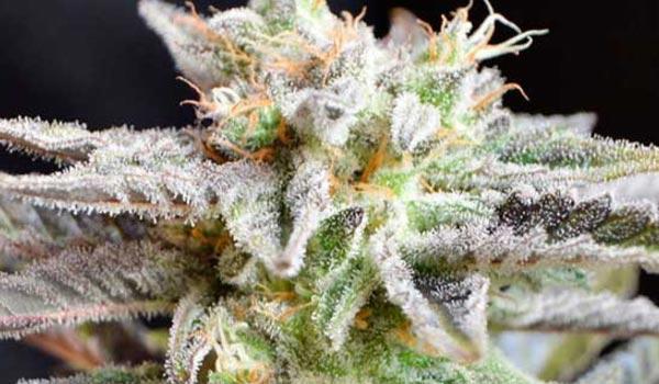 black domina cannabis pics