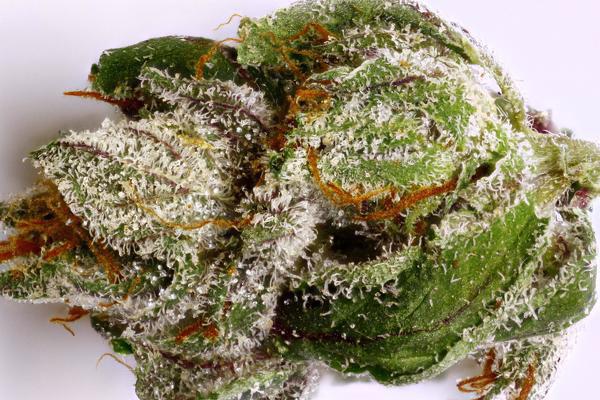 black domina cannabis pics