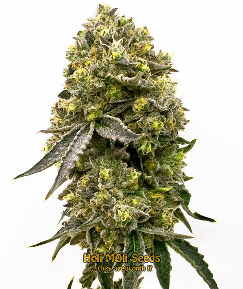 black hulk cannabis pics