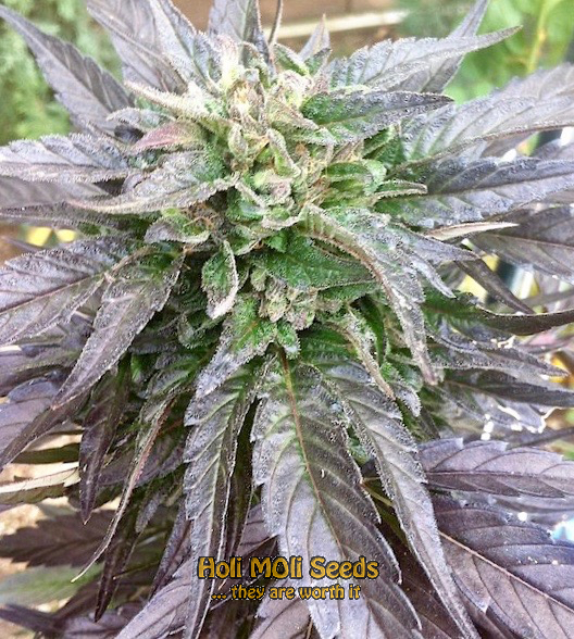 black hulk cannabis pics