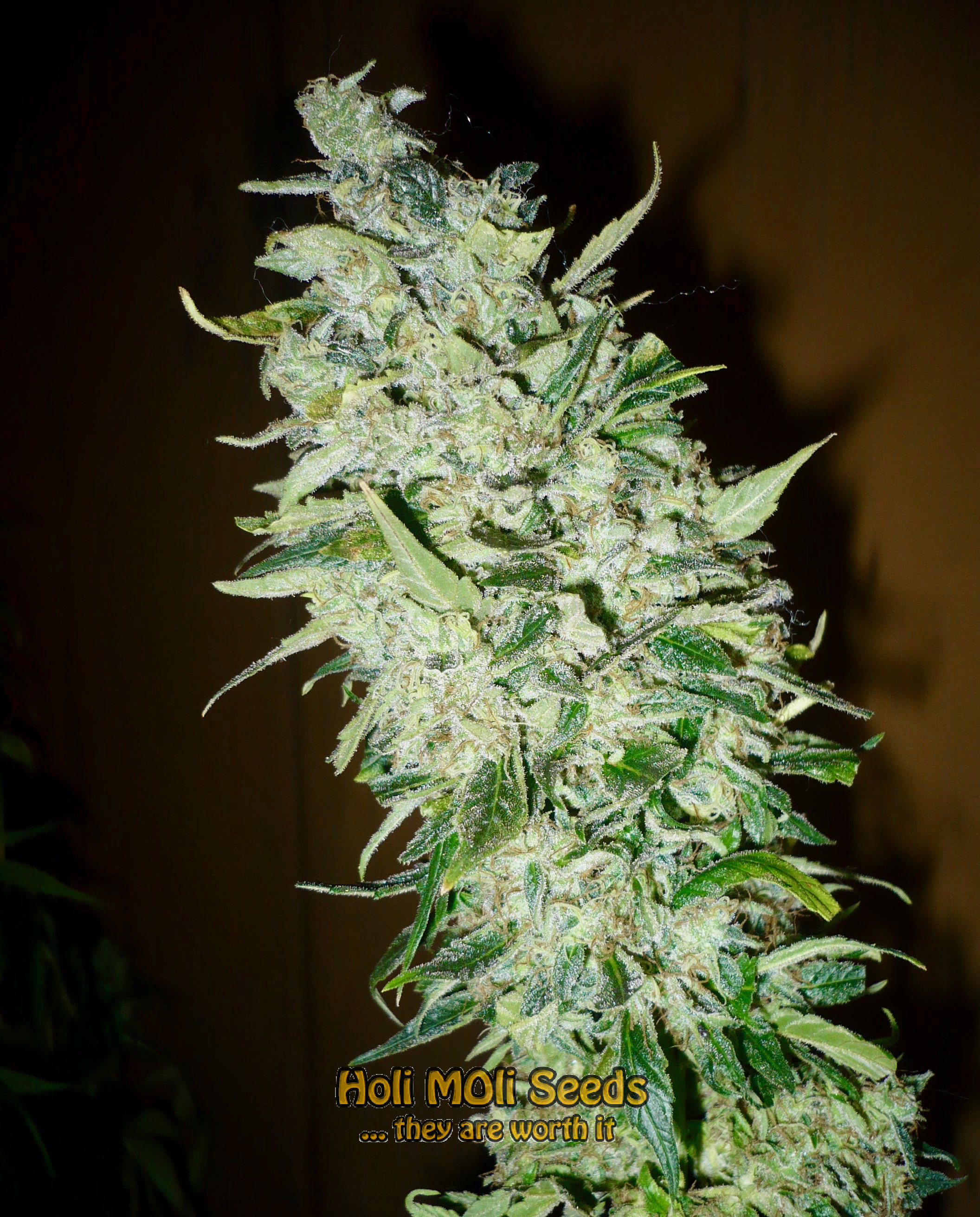 black princess cannabis pics