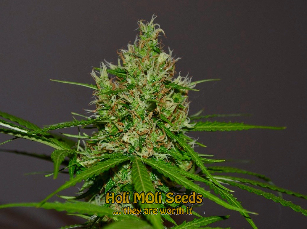 black princess cannabis pics